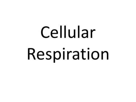 Cellular Respiration.