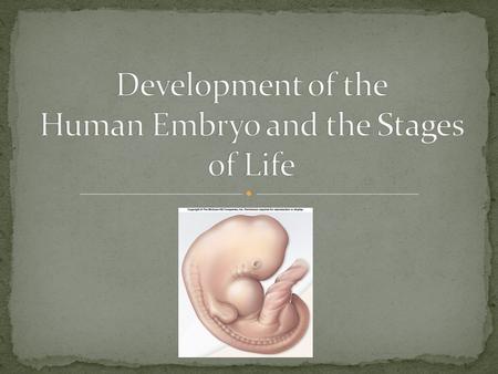 1. Begins ~ 12 hours post-fertilization 2. Zygote divides into 2 cells (mitosis) 3. 46 chromosomes in zygote = 46 chromosomes in both daughter cells.