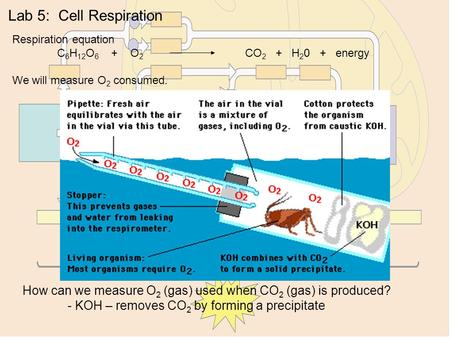 Lab 5:  Cell Respiration Respiration equation C6H12O O CO H energy