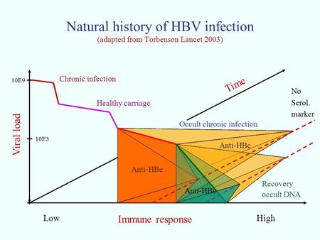 Natural history of HBV infection (adapted from Torbenson Lancet 2003) Chronic infection Healthy carriage Recovery occult DNA Anti-HBe Anti-HBc Immune response.