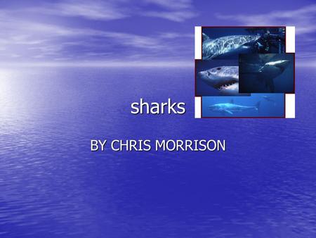 Sharks BY CHRIS MORRISON. Interesting facts If sharks were to stop moving they would sink down into the water If sharks were to stop moving they would.