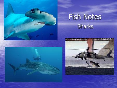 Fish Notes Sharks. Class: Chondrichthyes – skeleton made of cartilage & tooth-like scales covering their skin. Class: Chondrichthyes – skeleton made of.