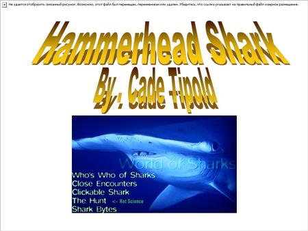 A hammerhead’s head is flat and it looks like a hammer. It’s family name is:Sphymidae Some of the hammerhead’s have different heads.