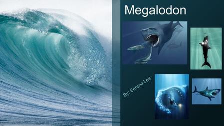 Megalodon By: Serena Lee. What is the MEGALODON? A giant version of a great white shark. Ruled the warm waters of Earth 70 to 10 million years ago.