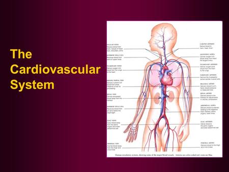 The Cardiovascular System. Did You Ever Wonder How Penicillin Works? Penicillin is an antibiotic medicine that works by preventing bacteria from building.