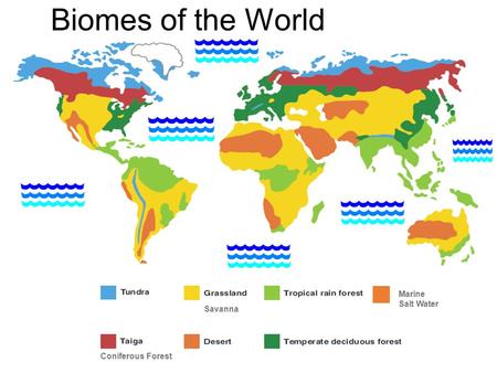 Biomes of the World Marine Salt Water Coniferous Forest Savanna.