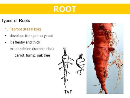 ROOT Types of Roots Taproot (Kazık kök) develops from primary root