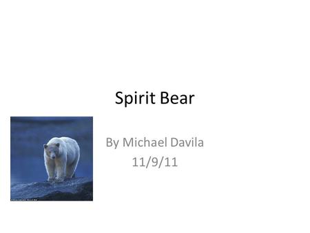 Spirit Bear By Michael Davila 11/9/11.