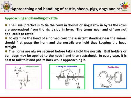 Approaching and handling of cattle, sheep, pigs, dogs and cat Approaching and handling of cattle The usual practice is to tie the cows in double or single.