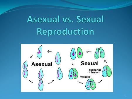 1. Important Background Information DNA is a chemical that contains information for an organisms growth and functions. DNA is made of two strands of molecules.