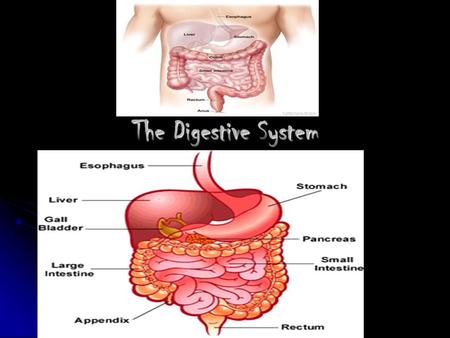 The Digestive System The Mouth The digestive system starts at the mouth. The digestive system starts at the mouth. Salivary glands make food easy swallow.