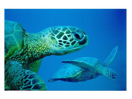 Sea Turtles Sea Turtles are large turtles that spend most of their lives in the seas. They live in shallow coastal waters of warm and temperate seas.