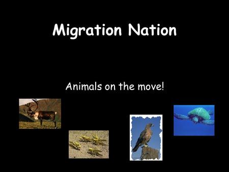 Migration Nation Animals on the move!.