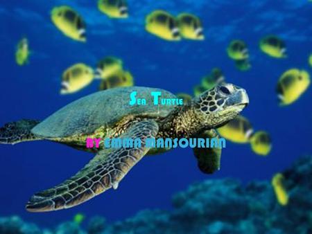 S EA T URTLE BY EMMA MANSOURIAN. I NTRODUCTION o NAME OF ANIMAL : SEA TURTLE o Physical features- what it looks like: it has four legs, smooth skinned.