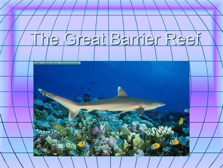 The Great Barrier Reef. whales Is found in Queensland. Is found in Queensland. Dwarf minke whales visit the reef every year in June and July. Dwarf minke.