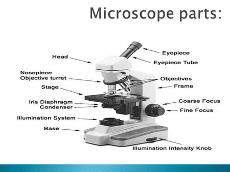 Microscope parts:.