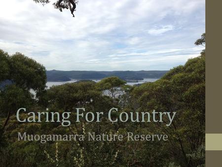 Caring For Country Muogamarra Nature Reserve. Inspirations from Caring For Country course. 1.Created an online Indigenous Perspectives resource for CCPS.