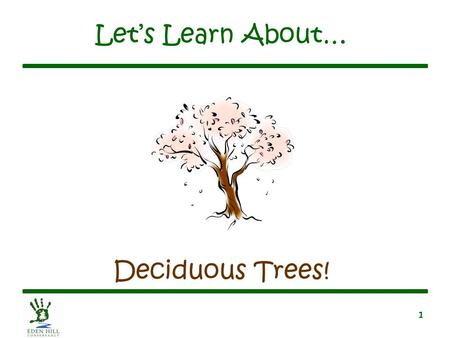 1 Let’s Learn About… Deciduous Trees!. 2 What Is a Deciduous Tree? Has broad, flat leaves –Leaves are green in summer –Leaves turn colors in the fall.