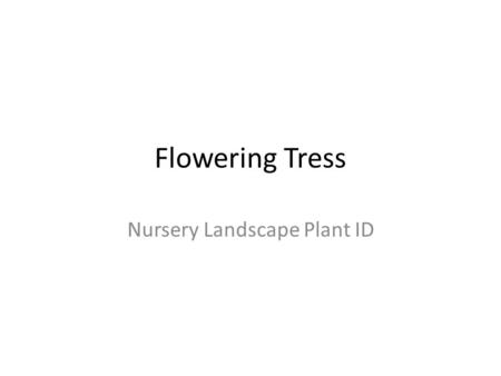 Nursery Landscape Plant ID