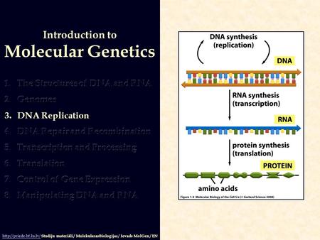 Introduction to Molecular Genetics  Studiju materiāli / MolekularasBiologijas / Ievads MolGen / EN.