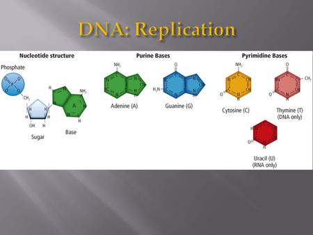  %G=%C and %A=%T  Rosalind Franklin was able to obtain a clear visible representation that the structure of the DNA was a double helix.