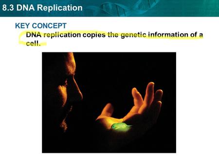 KEY CONCEPT  DNA replication copies the genetic information of a cell.