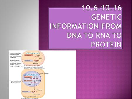  The central concept in biology is:  DNA determines what protein is made  RNA takes instructions from DNA  RNA programs the production of protein.