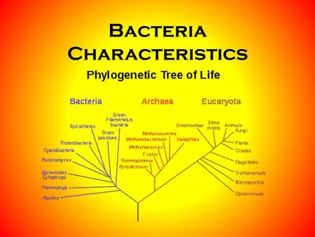 Bacteria Characteristics