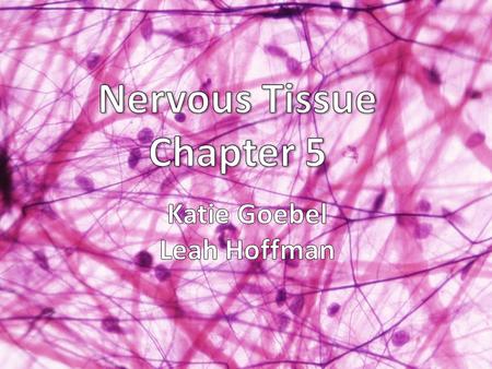 Nervous Tissue Chapter 5