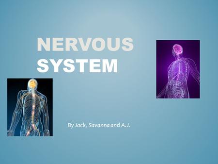 NERVOUS SYSTEM By Jack, Savanna and A.J.. 1)What is the role that your body system plays in the human body 2)What are the major organs that make up your.