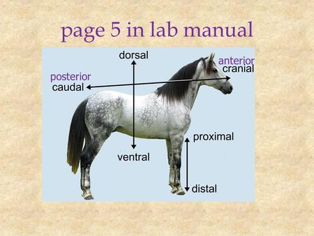 Page 5 in lab manual anterior posterior. Phylum Chordata Subphylum Urochordata (Tunicata) Subphylum Cephalochordata “Craniata” group Subphylum Vertebrata.