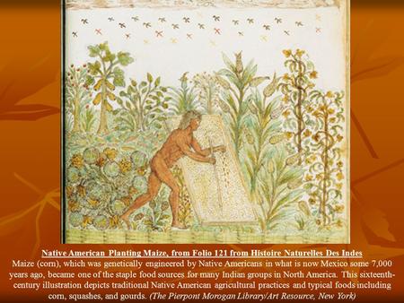 Native American Planting Maize, from Folio 121 from Histoire Naturelles Des Indes Maize (corn), which was genetically engineered by Native Americans in.