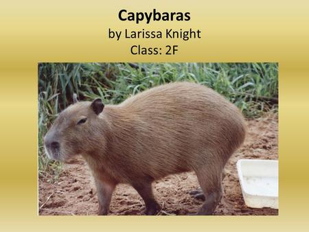 Capybaras by Larissa Knight Class: 2F