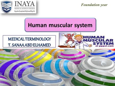 Foundation year Human muscular system. OBJECTIVES After study this chapter, you should be able to: 1.Describe the structure of a muscle. 2.Label a diagram.