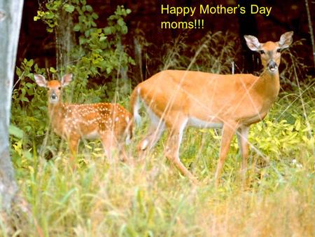 Happy Mother’s Day moms!!!. Some mothering quotes: Marion C. Garrety – “Mother love is the fuel that enables a normal human being to do the impossible.”.