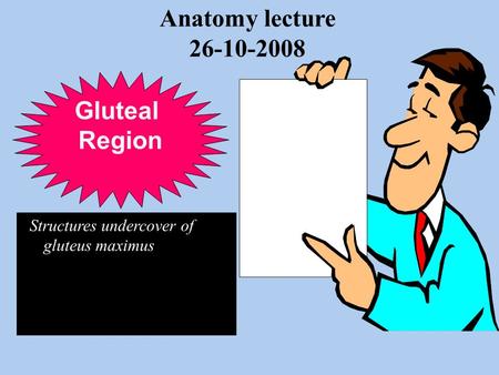 Anatomy lecture Gluteal Region