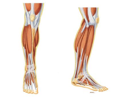 Name: Gluteus maximus Muscle Hip extension Action: