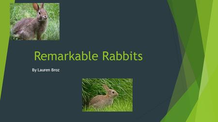 Remarkable Rabbits By Lauren Broz.