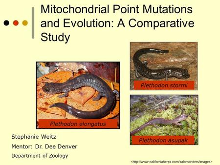 Mitochondrial Point Mutations and Evolution: A Comparative Study