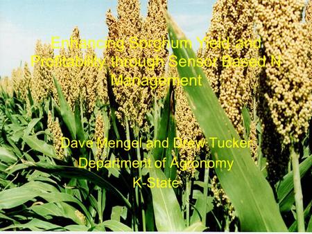 Enhancing Sorghum Yield and Profitability through Sensor Based N Management Dave Mengel and Drew Tucker Department of Agronomy K-State.