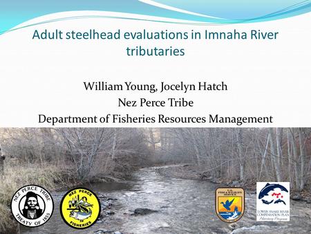 Adult steelhead evaluations in Imnaha River tributaries William Young, Jocelyn Hatch Nez Perce Tribe Department of Fisheries Resources Management.