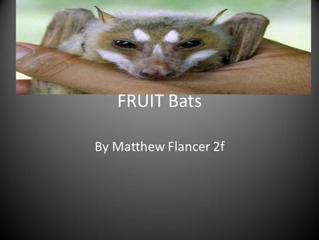 FRUIT Bats By Matthew Flancer 2f. Fun facts Fruit bats are endangered Hearing is not important Fruit bats have two different name Fruit bats hang upside.