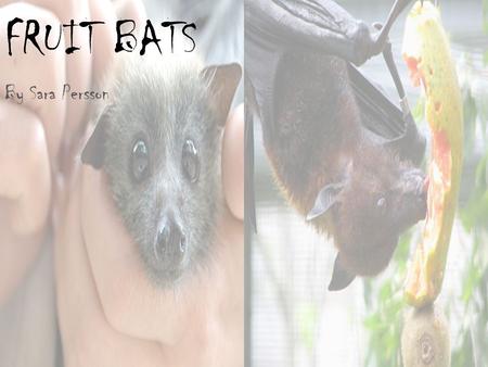 FRUIT BATS By Sara Persson. Why did I Pick the Fruit Bat? I picked the Fruit Bat because they are very neat animals, and very close to becoming extinct.