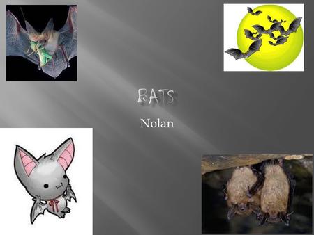 Nolan.  Bats are the only true flying mammals. People are scared of bats so they destroy there habitats.  Bats have no fur on their wings but fur on.