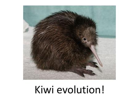 Kiwi evolution!. Species unique to NZ… Kiwi evolution Kiwi birds evolved to be flightless because: – NZ’s isolation from other birds and environments.