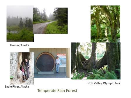 Temperate Rain Forest Hoh Valley, Olympic Park Homer, Alaska Eagle River, Alaska.