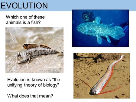 EVOLUTION Which one of these animals is a fish? Evolution is known as the unifying theory of biology What does that mean?