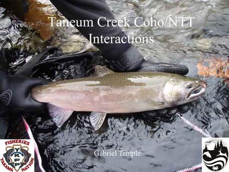 Taneum Creek Coho/NTT Interactions Gabriel Temple.