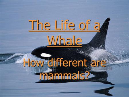 How different are mammals?