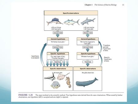 The Science of Marine Biology Chapter 1 The Science of Marine Biology Nearly all disciplines of biology are represented Oceanography Geological ocanographers.